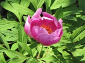 13 Peonia